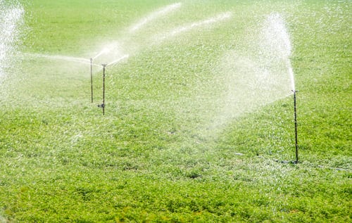 How Often to Water Your Lawn in Phoenix: A Season-by-Season Watering Guide